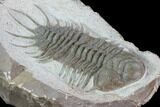 Large, Crotalocephalus Trilobite - Jorf, Morocco #100107-1